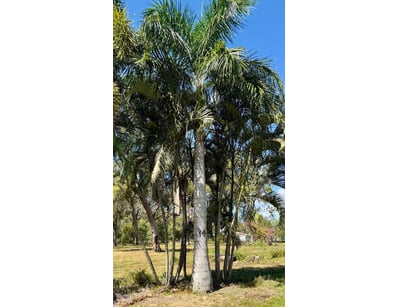 Palm Tree, used for ornamental landscaping.

Note:...