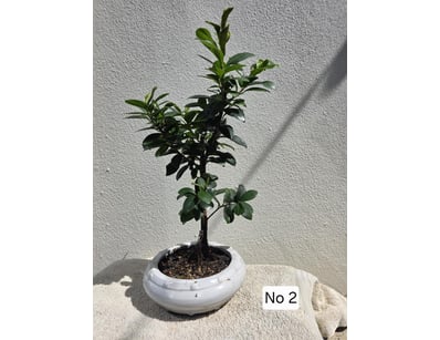 House & Homewares (A91001) - Lot 1380