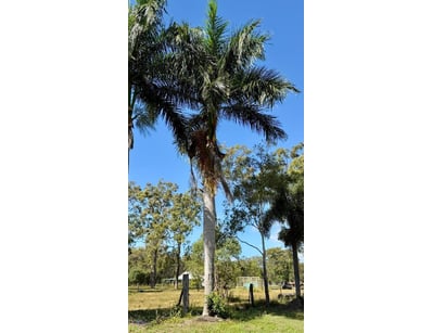 Palm Tree, used for ornamental landscaping.

Note:...