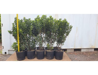 Plenty of Plants - Trees & Shrubs (NSWA997) - Lot 10