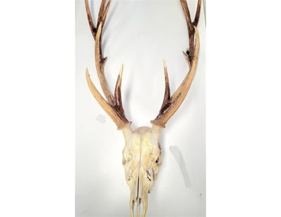 The Curio Collection (A1000) - Lot 401