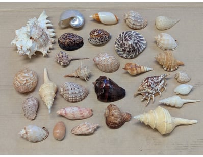 The Curio Collection (A992) - Lot 141