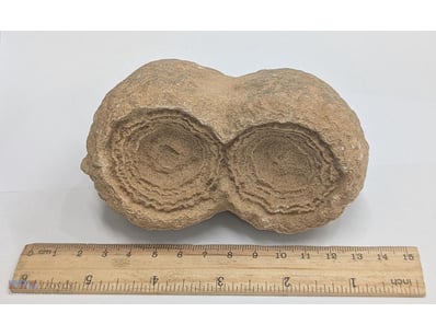 WORLDS OLDEST FOSSIL - 3 BILLION YEAR OLD STROMATO...