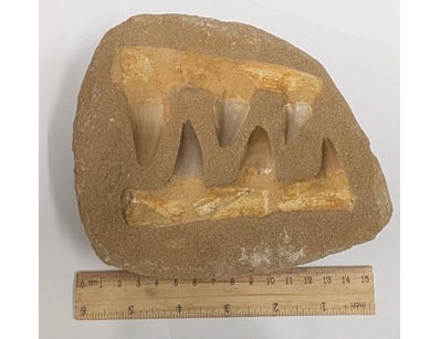 The Curio Collection (A991) - Lot 506