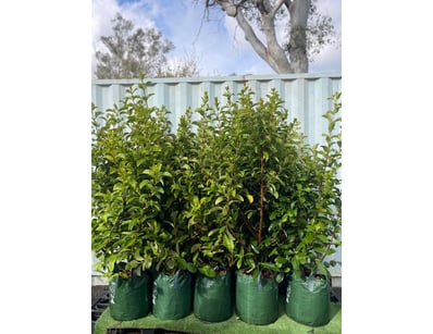 Plenty of Plants - Trees & Shrubs (NSWA977) - Lot 16