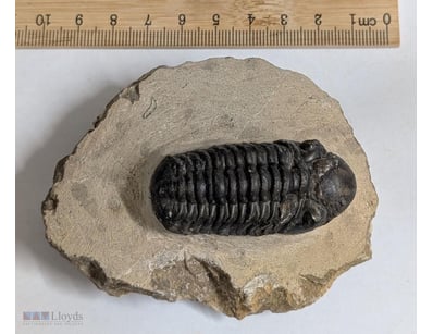 400 MILLION YEAR OLD TRILOBITE FOSSIL FROM MOROCCO...