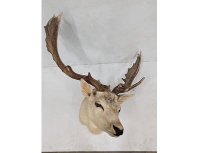 The Curio Collection (A989) - Lot 23