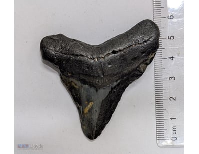 15 MILLION YEAR OLD FOSSIL MEGALODON TOOTH. LARGES...