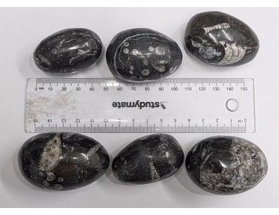 The Curio Collection (A983) - Lot 1145