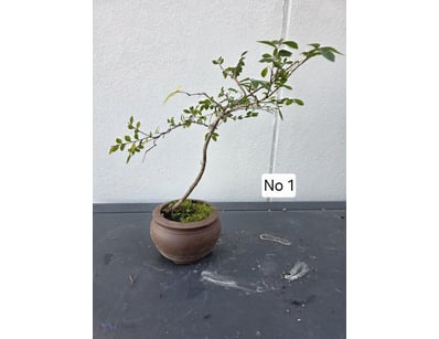 Bonsai Chinese Elm 2020 38Cm High X 30Cm Wide In B...