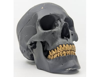 JACK OF THE DUST MODEL SKULL

Item Size: Height:...
