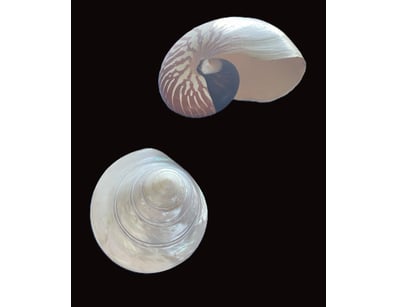 Antiques, Vintage & Interior Treasures (A1006) - Lot 1109