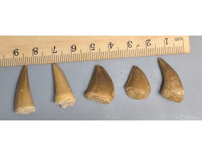 The Curio Collection (A991) - Lot 515