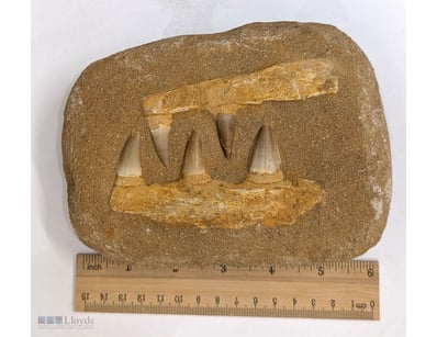 70 MILLION YEAR OLD MOSASAUR JAW FOSSIL FROM MOROC...
