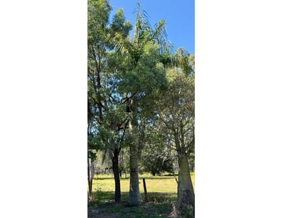 Palm Tree, used for ornamental landscaping.

Note:...