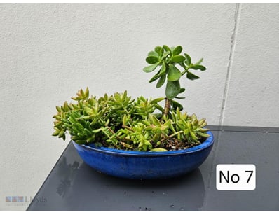 Succulent Garden In Oval Blue Ceramic Pot 250Mm Hi...