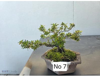 Bonsai Azalea 2020 In Brown Hexagon Pot With Moss ...