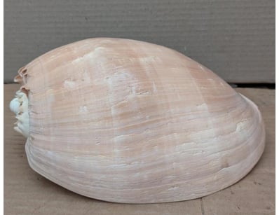 Antiques, Vintage & Interior Treasures (A999) - Lot 564