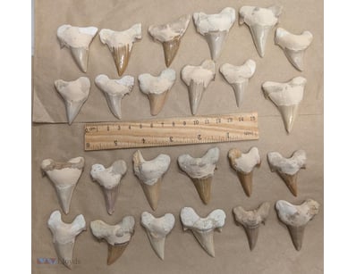 TWO DOZEN PARTIALLY RESTORED 40 MILLION YEAR OLD F...