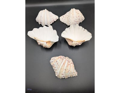 FIVE SCALLOP STYLED SEASHELLS

Condition: Good - R...