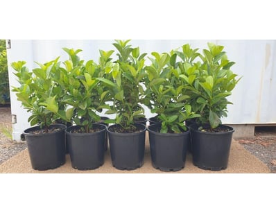 Plenty of Plants - Trees & Shrubs (NSWA997) - Lot 4