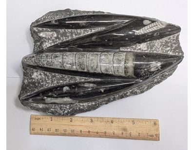 The Curio Collection (A988) - Lot 5022