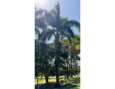 Palm Tree, used for ornamental landscaping.

Note:...