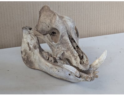 SA Public Trustee Home & Collectables Clearanc... - Lot 4634