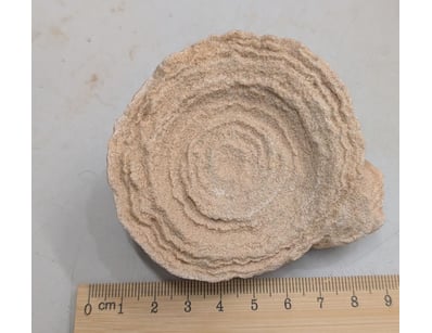 The Curio Collection (A999) - Lot 574