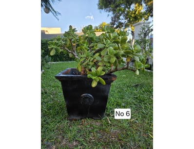 Large Jade Succulent In Black Terracotta Pot 60Cm ...