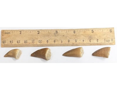 Antiques, Vintage & Interior Treasures (A998) - Lot 1509