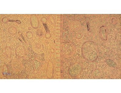 MARLENE YOUNG NUNGURRAYI (C1971 - )

Hand Signed, ...