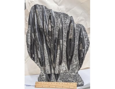 LARGE 4.8 KILO 400 MILLION YEAR OLD FOSSIL DISPLAY...