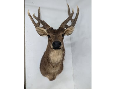 The Curio Collection (A989) - Lot 21