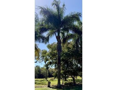 Palm Tree, used for ornamental landscaping.

Note:...