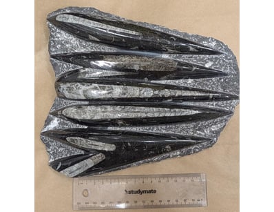 The Curio Collection (A985) - Lot 1118