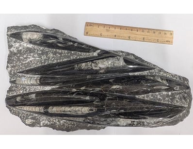 The Curio Collection (A991) - Lot 504