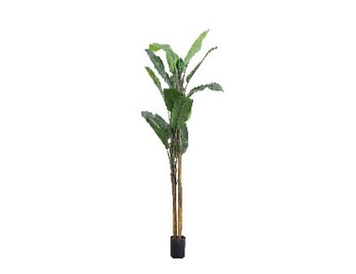 RRP: $299, Banana Palm H1720mm, 5059413693977