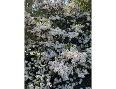 Plenty of Plants - Trees & Shrubs (NSWA978) - Lot 31