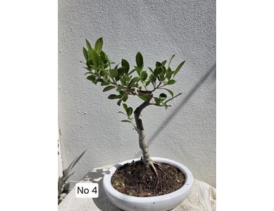 House & Homewares (A91001) - Lot 1379