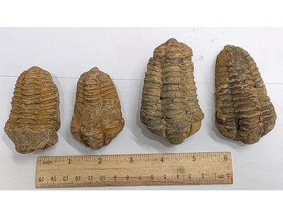 The Curio Collection (A988) - Lot 5021