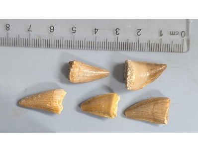 Antiques, Vintage & Interior Treasures (A1006) - Lot 8004