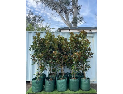 Plenty of Plants - Trees & Shrubs (NSWA977) - Lot 19