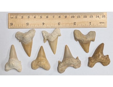 The Curio Collection (A991) - Lot 521