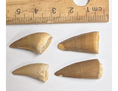 The Curio Collection (A985) - Lot 1129