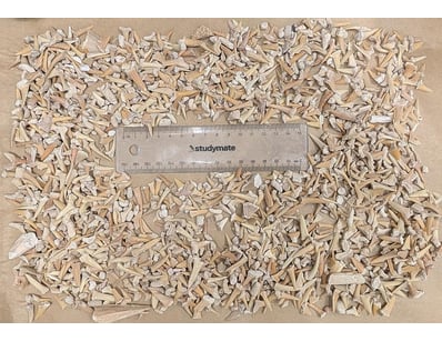 The Curio Collection (A985) - Lot 1125