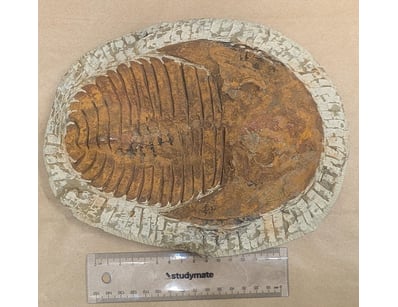 The Curio Collection (A985) - Lot 1116