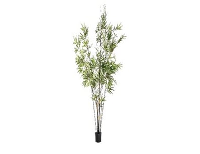RRP: $389, Bamboo w/859 Leaves 450x450x1520mm, 505...