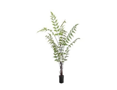 RRP: $315, Butterfly Fern H1200mm, 5059413693991