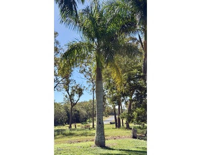 Palm Tree, used for ornamental landscaping.

Note:...